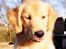 Golden retriever Leongolden a little bit of Heaven
