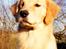 Golden retriever Leongolden a little bit of Heaven