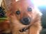 Blanding af racer Chihuahua/Pomeranian - Paco - I Love You <3