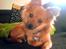 Blanding af racer Chihuahua/Pomeranian - Paco - <3