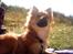 Blanding af racer Chihuahua/Pomeranian - Paco - Dejligt med sol!