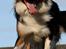 Border collie Jett R.I.P