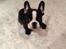 Fransk bulldog Batman' <3 - Batman '<3