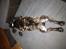 Fransk bulldog Batman' <3 - Batman '<3 - Hans ene ynglings sove stilling.. hahah.. 