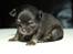 Chihuahua Licabi's Alba - Alba 3 uger gammel.