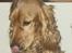 Cocker spaniel Sasha