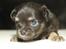 Chihuahua Licabi's Alba - Alba 4 uger gammel