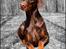 Dobermann Serbian Star V Masterhof - 2½ år, Marts 2012