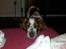 Welsh springer spaniel Flicka † - Taget d. 27-03-12

Søtte pige. :p