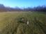 Border collie BAMSE