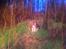 Border collie BAMSE