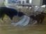 Border collie BAMSE