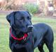 Labrador retriever Mille