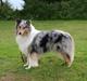 Collie langhåret Nitopets Lighting Lindsey