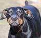Dobermann Amina