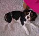 Cavalier king charles spaniel Mille 