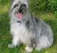 Pyrenæisk hyrdehund Happybeast Columbine (Crazy)