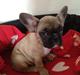Fransk bulldog Zola