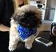 Pekingeser Lucka