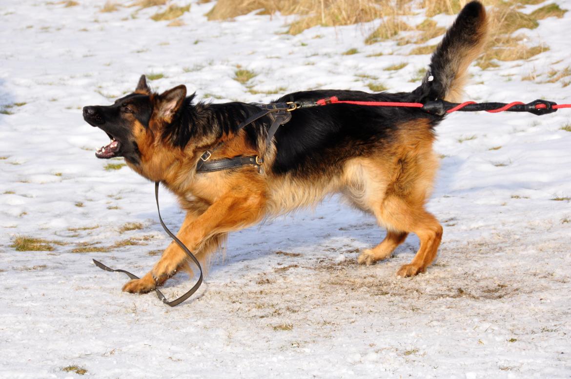 Schæferhund Dalton billede 17