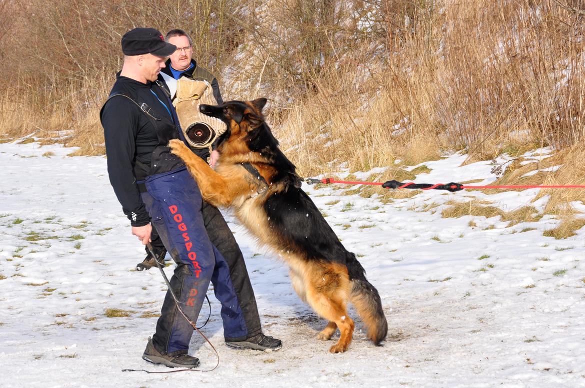 Schæferhund Dalton billede 18