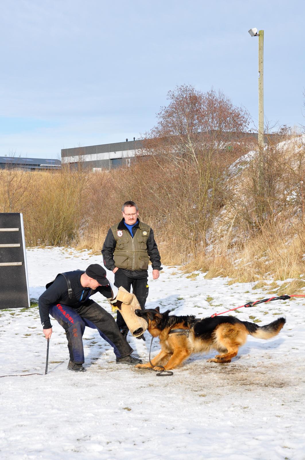 Schæferhund Dalton billede 19