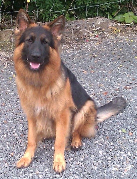 Schæferhund Dalton - Er jeg ikke bare en flot dreng. billede 20