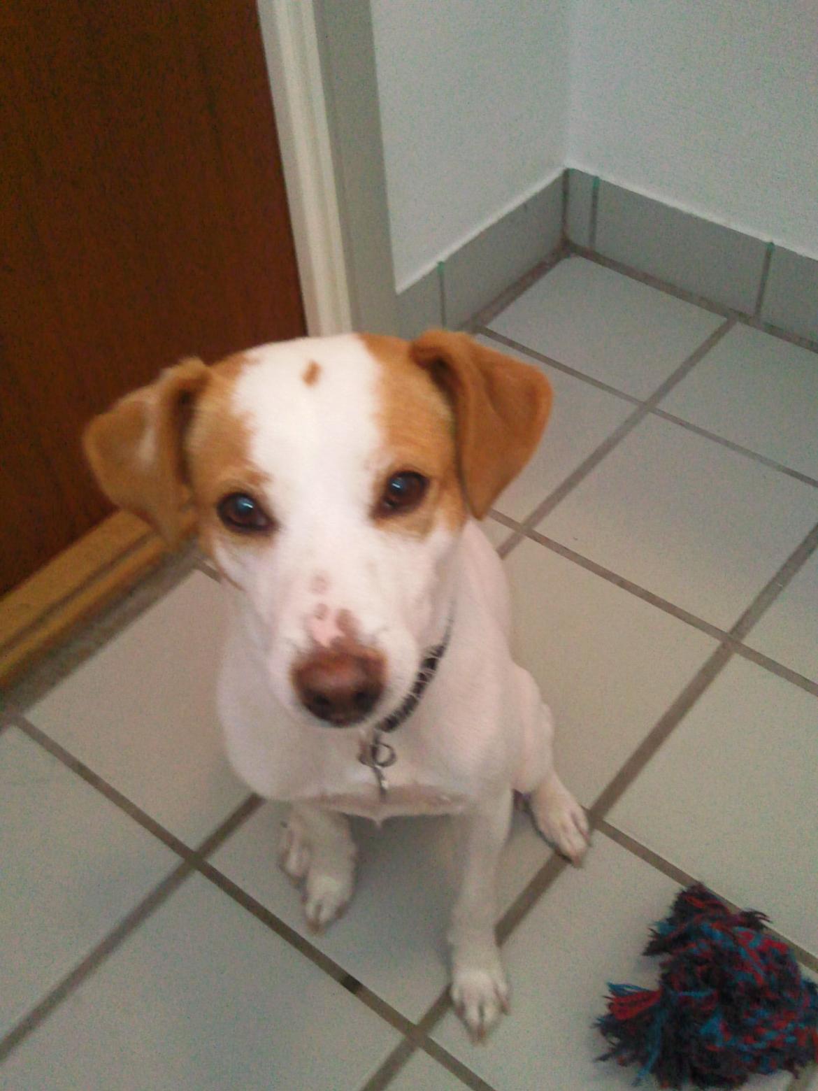 Dansk svensk gaardhund Plet billede 1