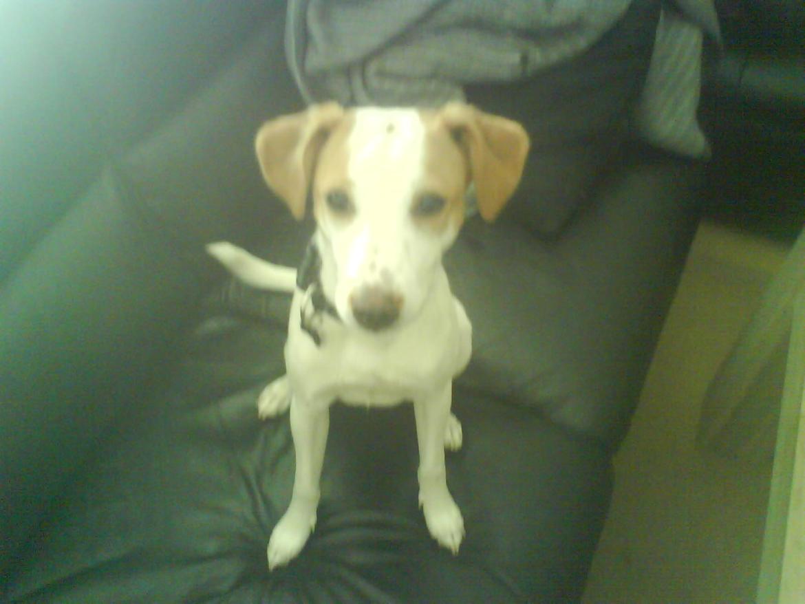 Dansk svensk gaardhund Plet billede 2