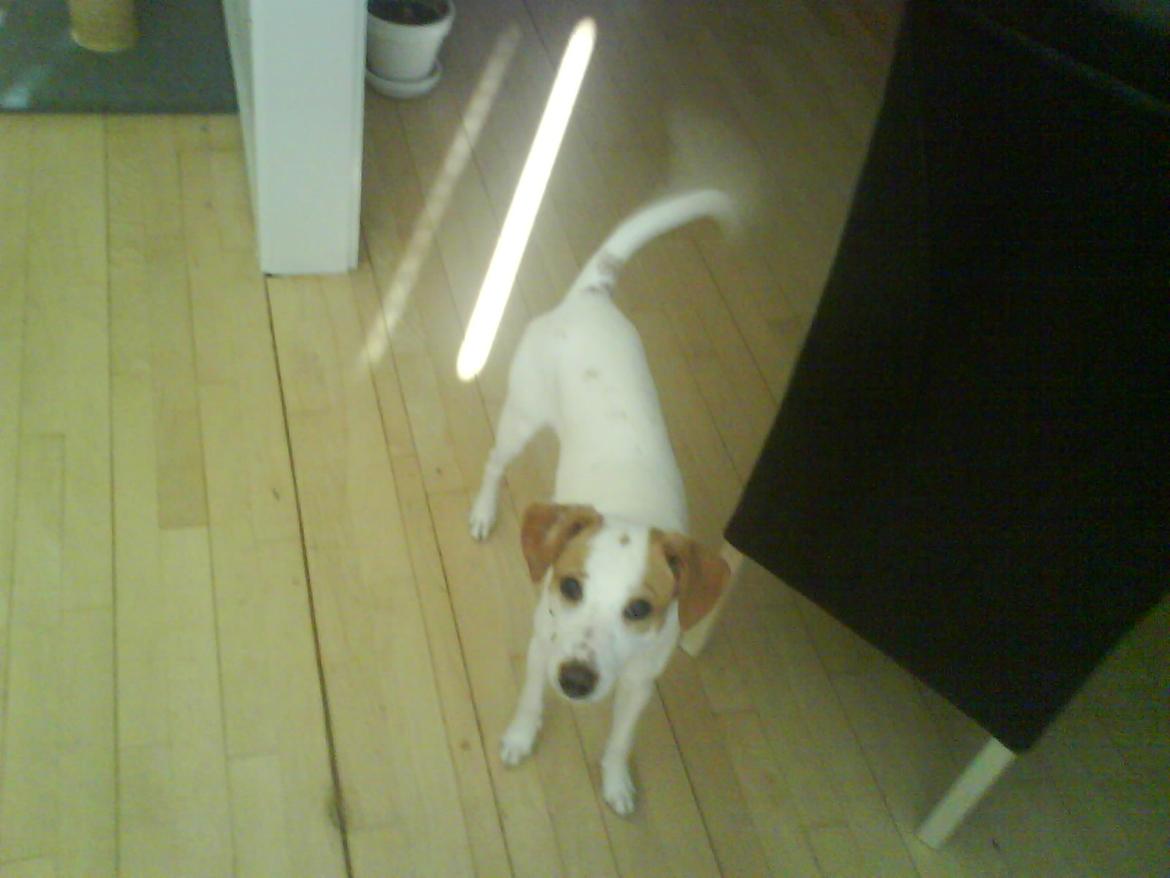 Dansk svensk gaardhund Plet billede 3