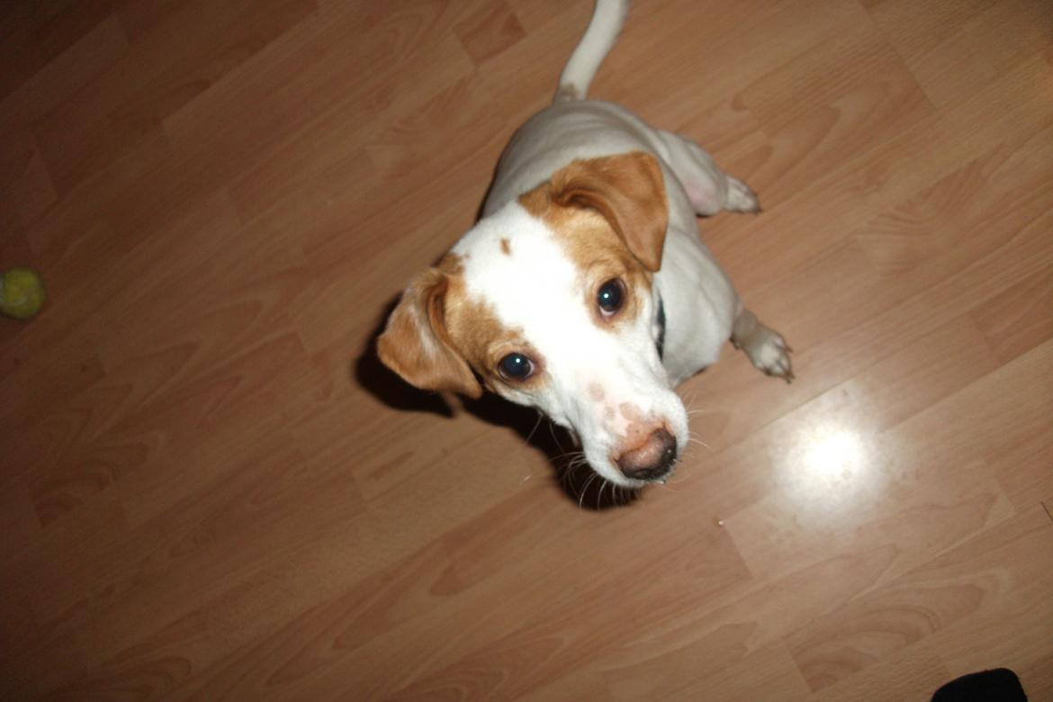 Dansk svensk gaardhund Plet billede 4