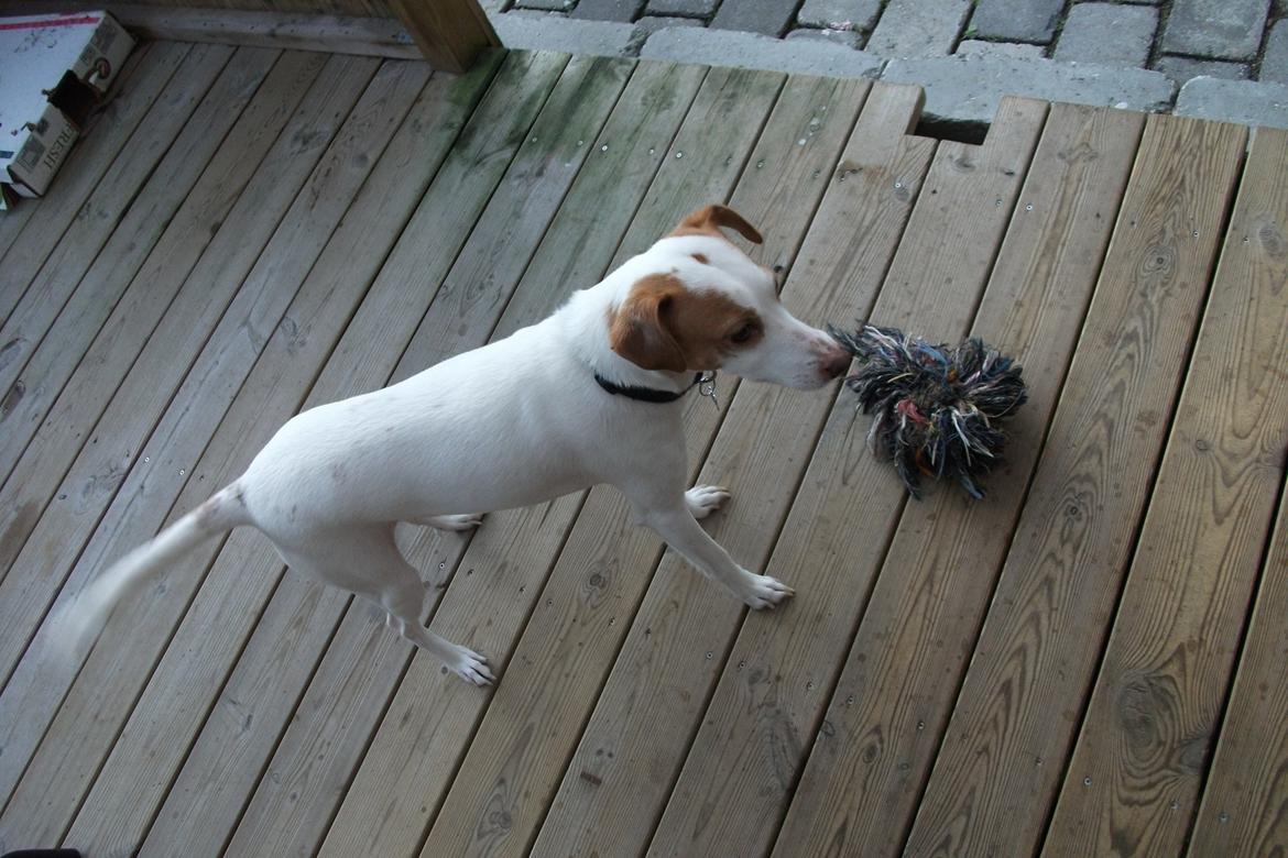 Dansk svensk gaardhund Plet billede 5