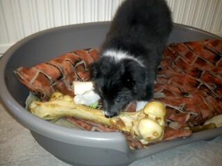 Border collie DUSTY - Mums hvor er det bare guf guf. billede 15