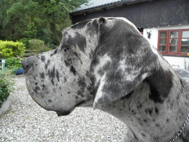 Grand danois Slettemosegårds Hugo billede 4