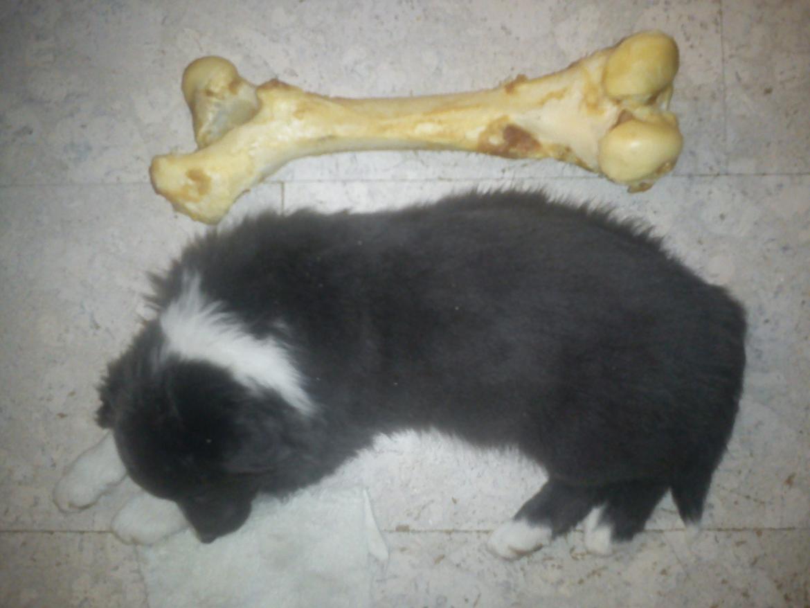 Border collie DUSTY - Dusty kan altid finde sit "lille" kødben. billede 6