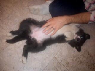 Border collie DUSTY billede 16