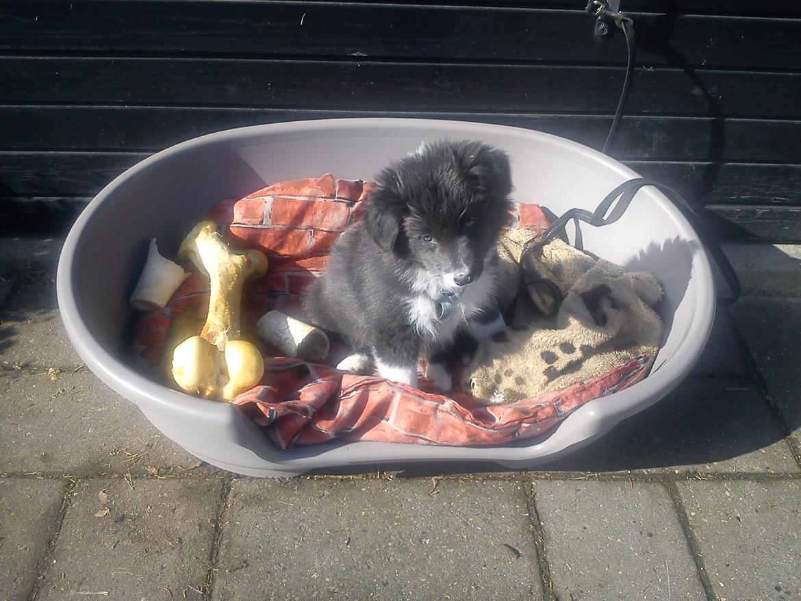 Border collie DUSTY - Er jeg ikke bare sød ? billede 4