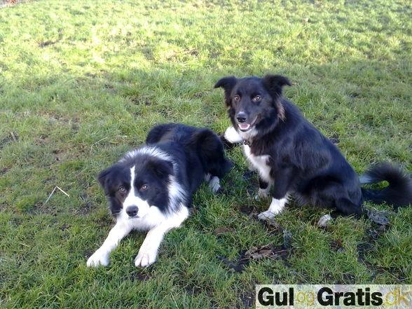 Border collie DUSTY - Her et billede af Dusty´s forældre.
Zero & Olivia billede 20