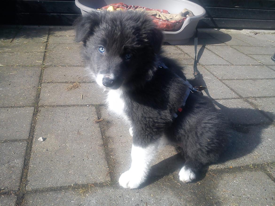 Border collie DUSTY - Her er min lille nye hvalp, er hun ikke bare kær ? billede 5