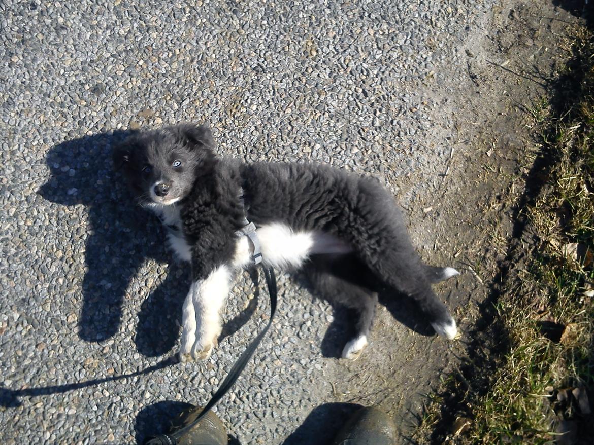 Border collie DUSTY - Nu vil jeg gerne hjem, jeg er så træt i mine små ben. billede 17