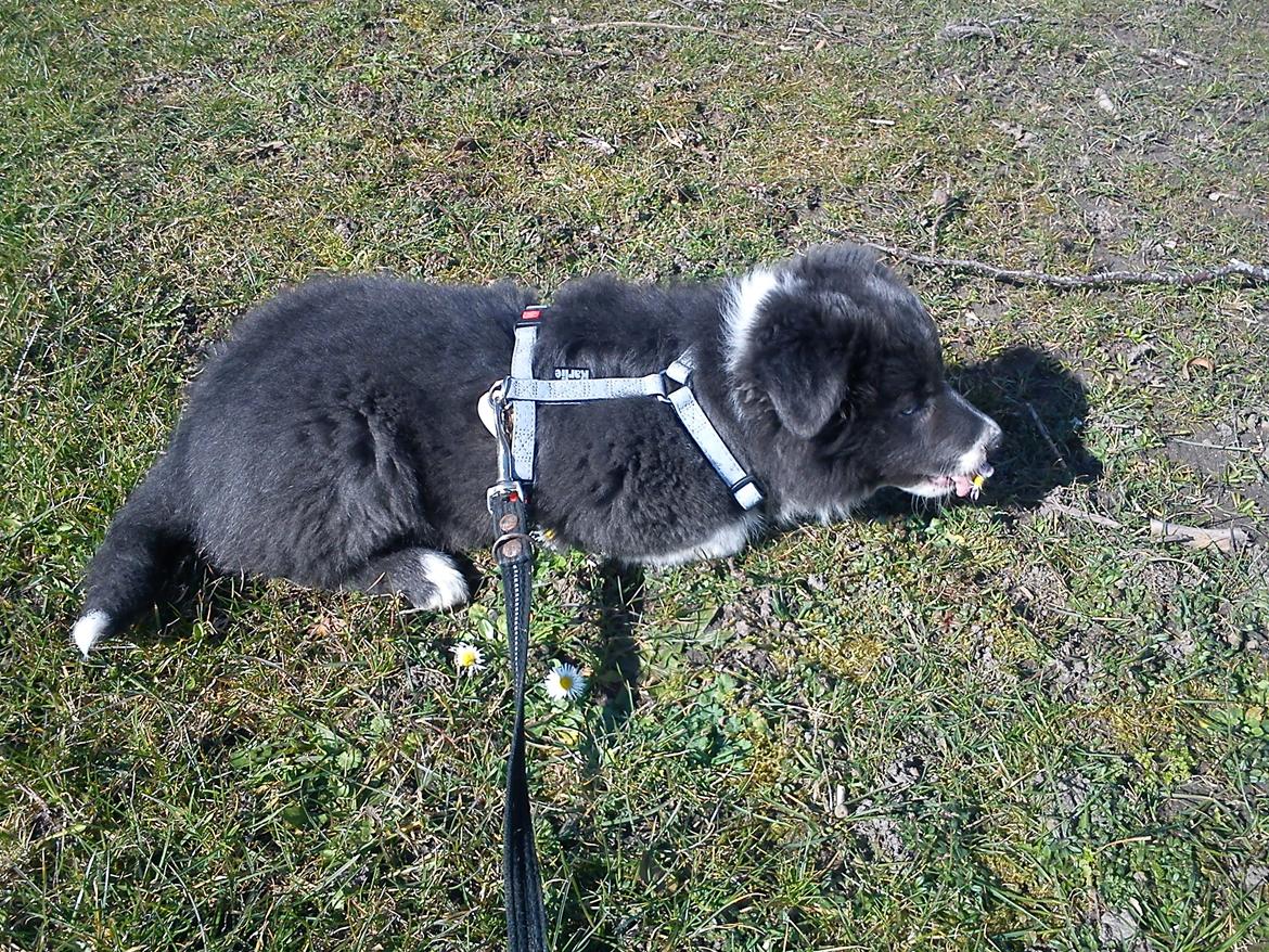 Border collie DUSTY billede 18