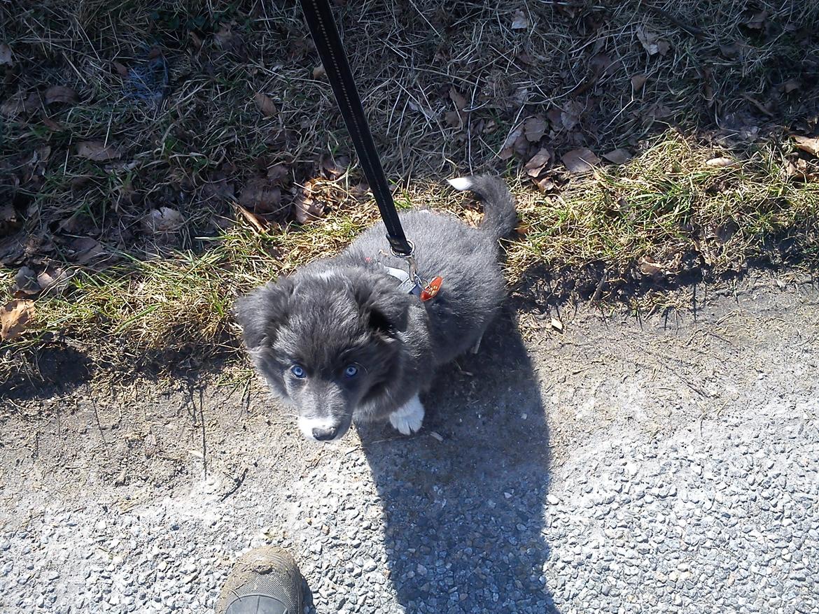 Border collie DUSTY - Hej Hej  billede 19