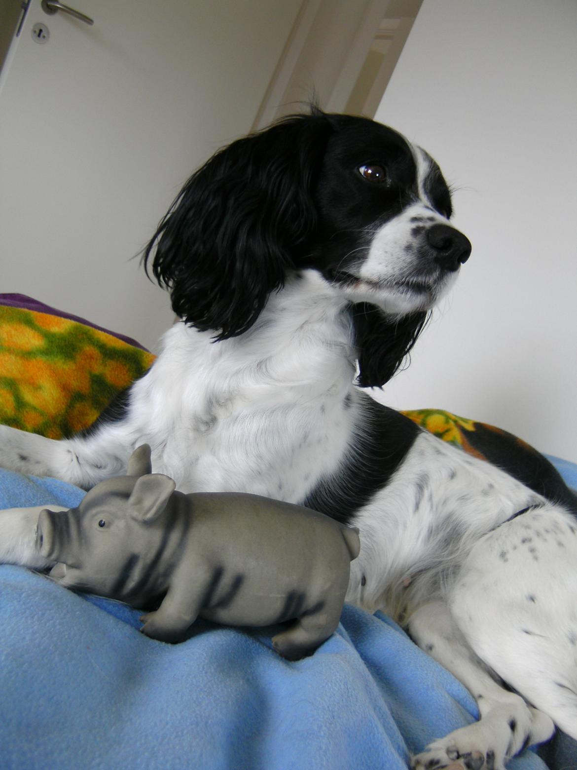 Field Trial spaniel Sif billede 6