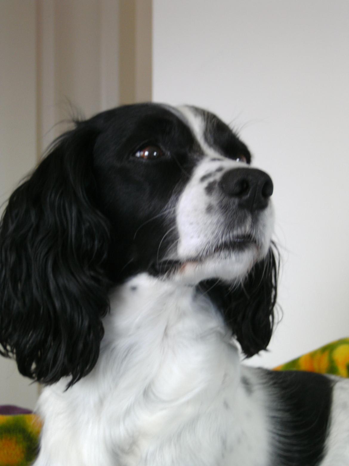 Field Trial spaniel Sif billede 17