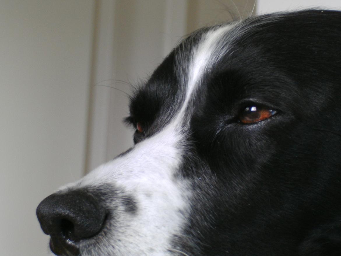 Field Trial spaniel Sif billede 1