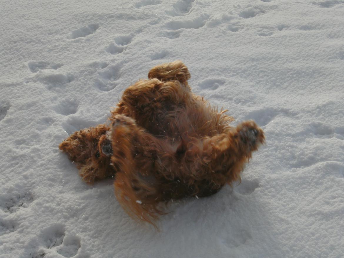 Cocker spaniel Nala (passer) billede 8