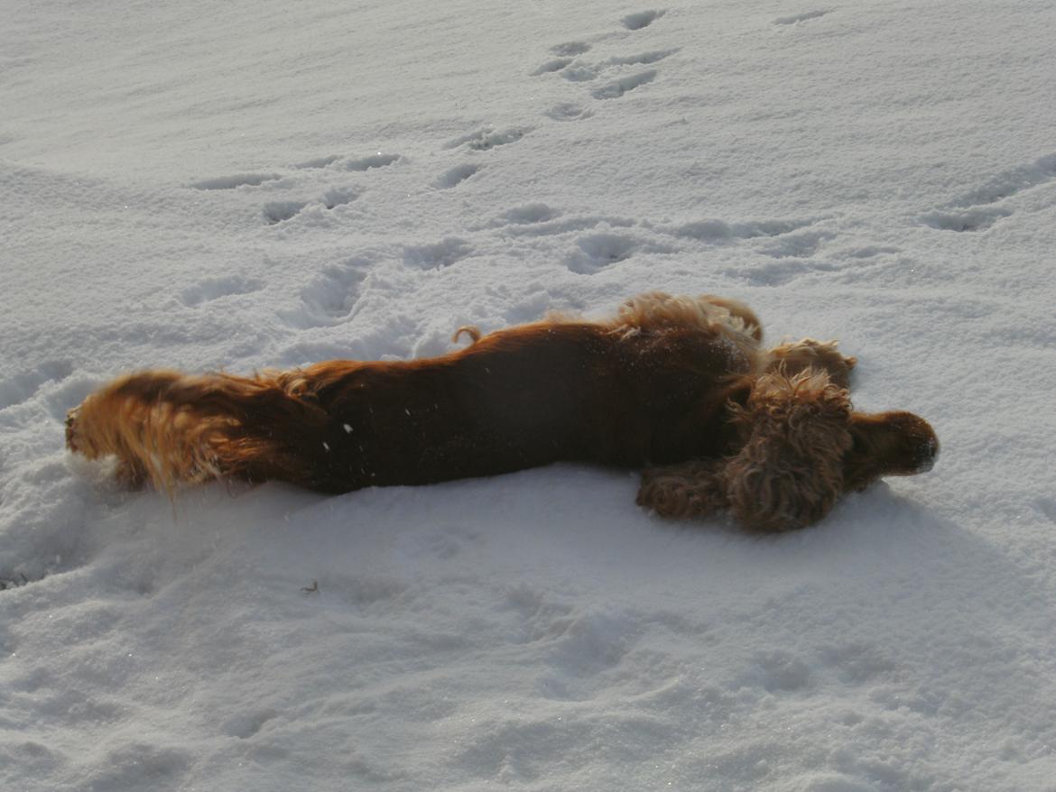 Cocker spaniel Nala (passer) billede 9