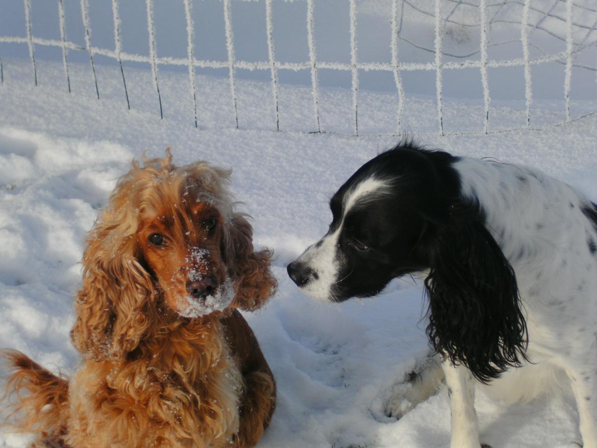 Cocker spaniel Nala (passer) billede 10
