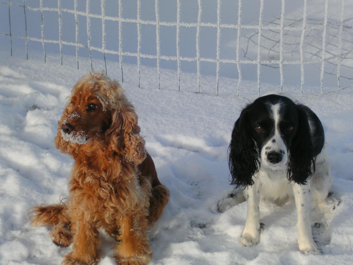 Cocker spaniel Nala (passer) billede 11