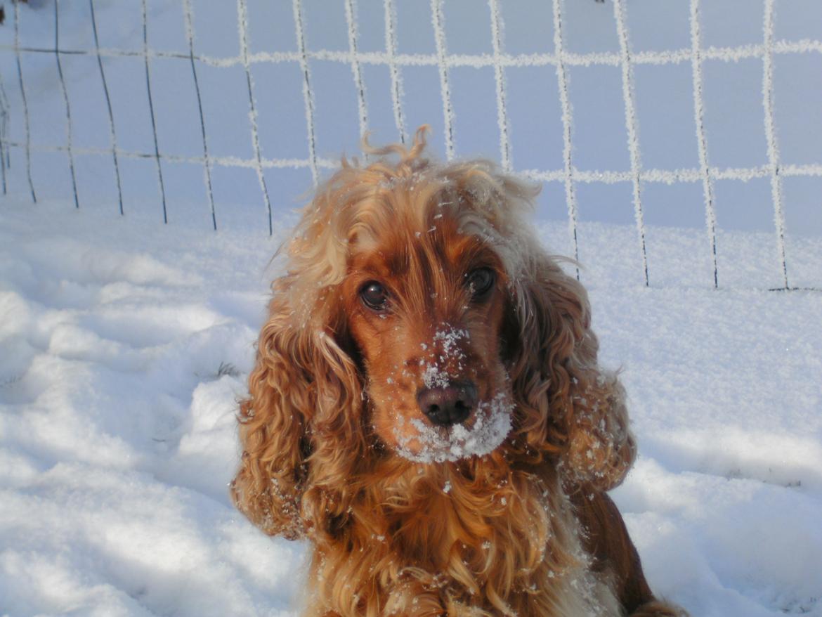 Cocker spaniel Nala (passer) billede 12
